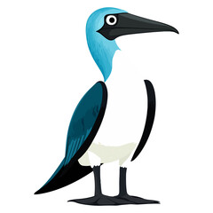 blue-footed booby, animal, vector, transparent background, blue, birds, beak, feathers, feather, isolated, avian, wild, wildlife, nature, zoo, wing