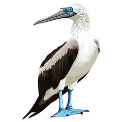 Fototapeta premium blue-footed booby, animal, vector, transparent background, blue, birds, beak, feathers, feather, isolated, avian, wild, wildlife, nature, zoo, wing