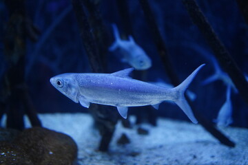 The milkfish (Chanos chanos) is a widespread species.
