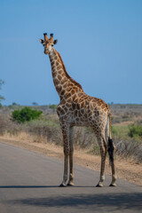 Giraffe im Busch vom Krüger National Park - Kruger Nationalpark Südafrika