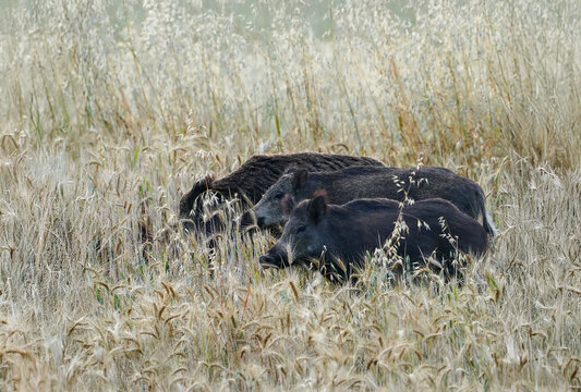 Wild boars foraging in a wheat field causing visible crop damage. The animals blend into the mature golden grain, highlighting human-wildlife conflict. Agricultural and rural wildlife concept.
