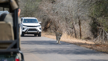 Löwin oder Löwe im Busch vom Krüger National Park - Kruger Nationalpark Südafrika