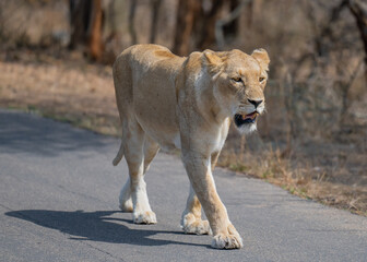Löwin oder Löwe im Busch vom Krüger National Park - Kruger Nationalpark Südafrika