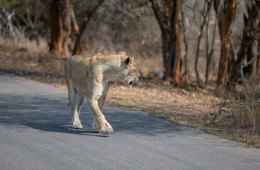 Löwin oder Löwe im Busch vom Krüger National Park - Kruger Nationalpark Südafrika