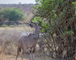 groß Kudu Strepsiceros im Krüger National Park - Kruger Nationalpark Südafrika