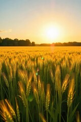 Fototapeta premium Golden hour sunlight bathes a lush field of freshly cut hay, creating a picturesque rural scene perfect for summer backgrounds or agricultural publications , field, farming, scenic