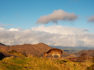 Brown deer grazing grass on a hill, mountain and blue cloudy sky in the background.