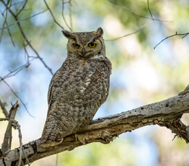 Great Horned Owl, Durango, Colorado, USA