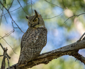 Great Horned Owl, Durango, Colorado, USA