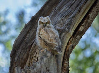 Young Great Horned Owl on a broken off Cottonwood tree, Durango, Colorado, USA, 