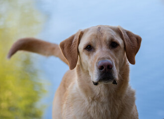 Yellow Labrador Retriever, Durango, Colorado
