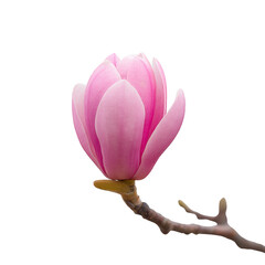 Single pink magnolia flower bud on branch against transparency background, showcasing its delicate petals and natural beauty