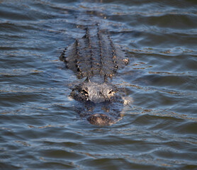 Florida alligator close-up, Howie in the Hills, Florida, USA