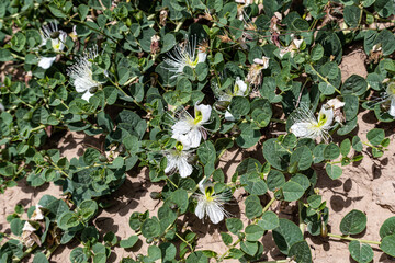 A Capparis plant blooms on a sandy hill in Kyrgyzstan, illuminated by sunlight. Unopened buds are...