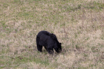 Black Bear in Springtime in Yellowstone National Park Wyoming