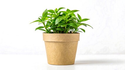 Fototapeta premium Lush Green Plant in Eco-Friendly Brown Pot Against White Background