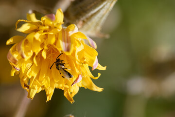 Obraz premium Bumblebee collects nectar from vibrant yellow flower during sunny afternoon in a garden