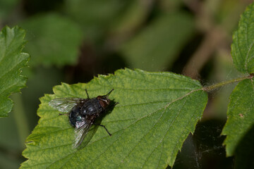 Close up view of a fly resting on a green leaf in a forest during daylight hours showcasing nature's intricate details