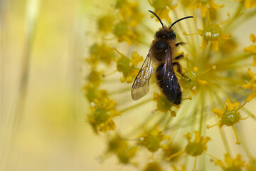 Close up view of a bee collecting nectar from vibrant yellow flower during springtime in a serene garden setting