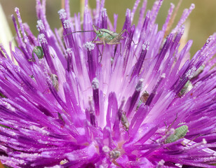 Close up view of a vibrant purple flower with insects exploring its petals in a natural setting during daylight