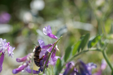 Bees pollinate vibrant purple flowers in a sunlit garden during springtime