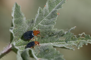 Close encounter with beetles on a green leaf in a natural environment during daytime