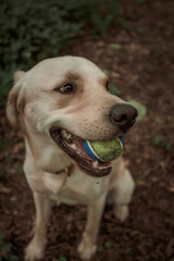 Sandy Labrador walking in the woods in the summertime