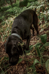 Black Labrador walking in the woods in summer