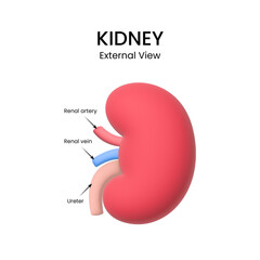Kidney Anatomy 3d External View