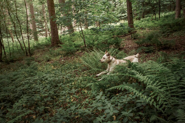 Sandy Labrador walking in the woods in the summertime