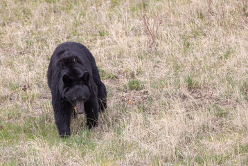 Black Bear in Springtime in Yellowstone National Park Wyoming