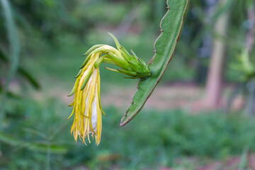 Blooming cactus flower display desert garden close-up natural environment unique perspective