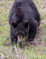 Black Bear in Springtime in Yellowstone National Park Wyoming