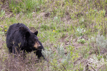Black Bear in Springtime in Yellowstone National Park Wyoming