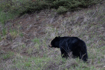 Black Bear in Springtime in Yellowstone National Park Wyoming