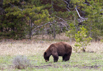 Black Bear in Springtime in Yellowstone National Park Wyoming