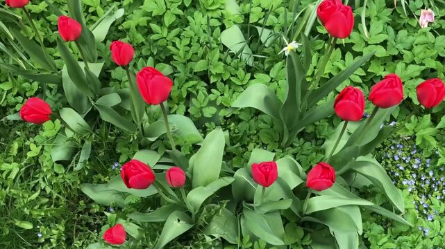 blooming red tulips on a green background