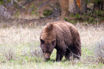 Black Bear in Springtime in Yellowstone National Park Wyoming