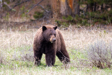 Black Bear in Springtime in Yellowstone National Park Wyoming