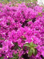 Fototapeta premium luxurious, brightly colored shrubs called Bougainvillea.