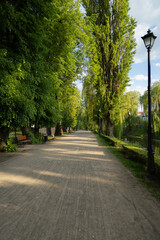 Fototapeta premium Serene park pathway lined with lush green trees, classic black lampposts, and wooden benches. The soft light and long shadows create a calm and inviting atmosphere, ideal for concepts such as relaxati