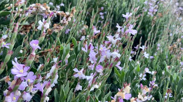 Limoniastrum monopetalum halophyte plant with purple flowers close up in Tenerife,Canary Islands, Spain,4K