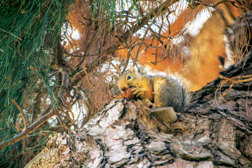 squirrel eating pine cone on a tree