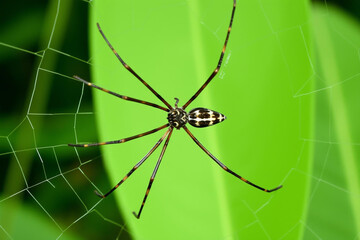 Giant Golden Orb Weaver Spider on Vibrant Green Leafy Web
