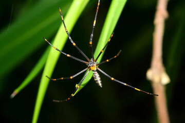A Golden Orb Weaver Spider on a Vibrant Green Leafy Branch in the Wild