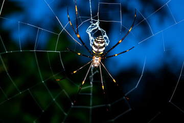 Vigilant Golden Orb Weaver Spider in Intricate Web Against Blurred Nature Background