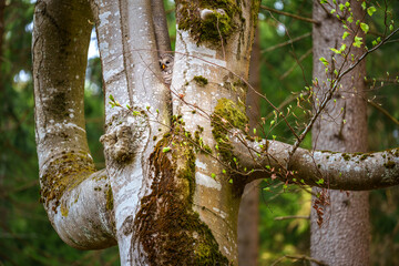 Ural owl perched in a forest tree
