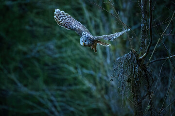 Ural owl perched in a forest tree