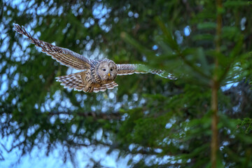 Ural owl perched in a forest tree