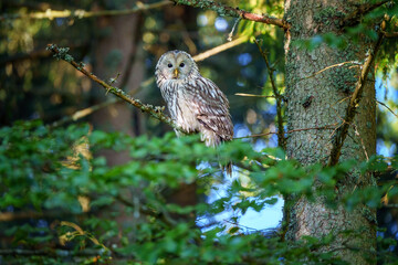 Ural owl perched in a forest tree